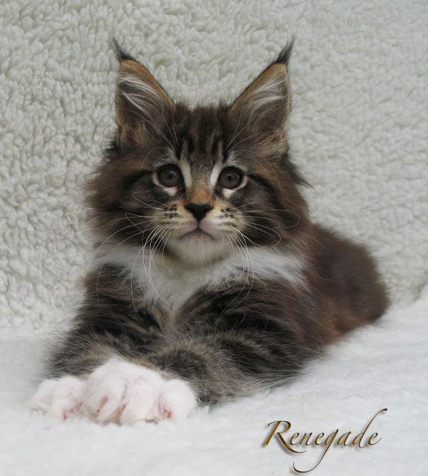 Renegade