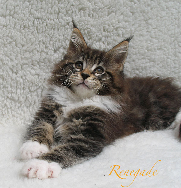 Renegade