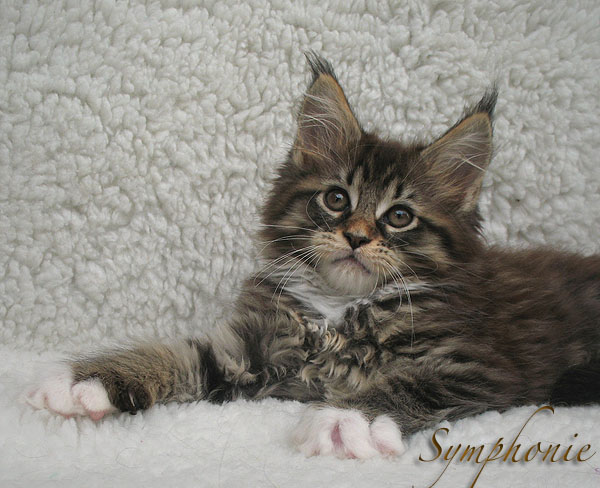 Symphonie